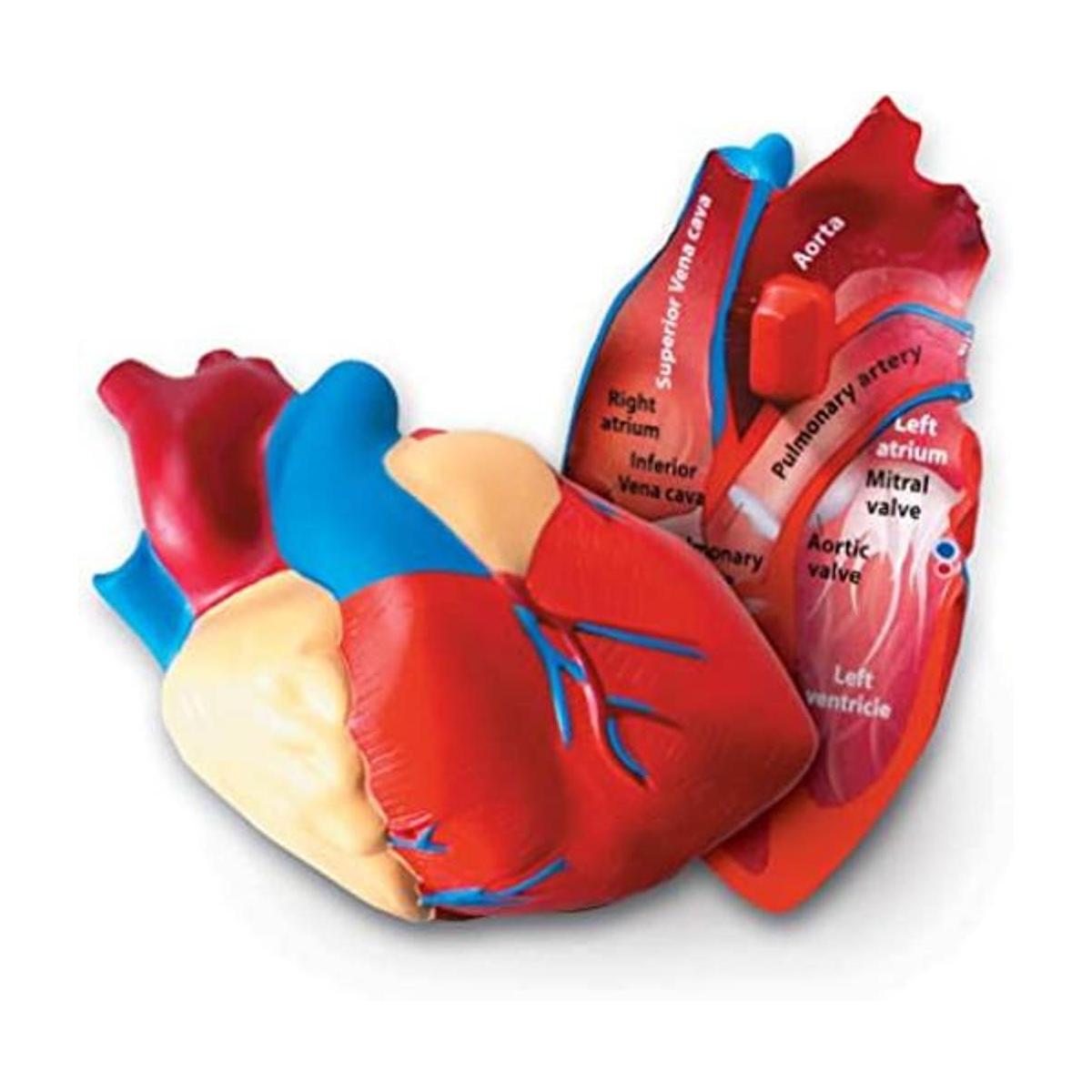 modelo de corazón humano