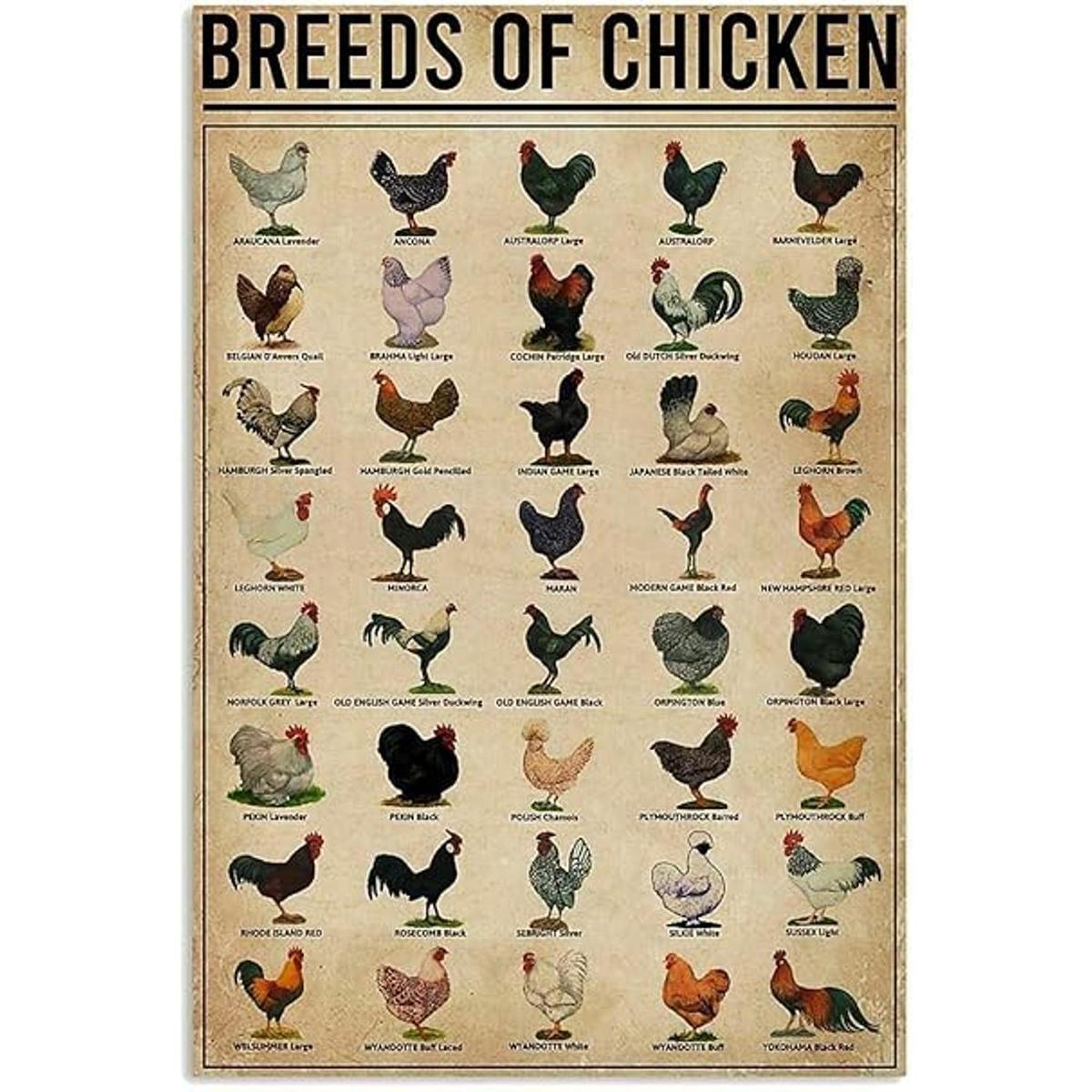 Póster de razas de pollos para pared