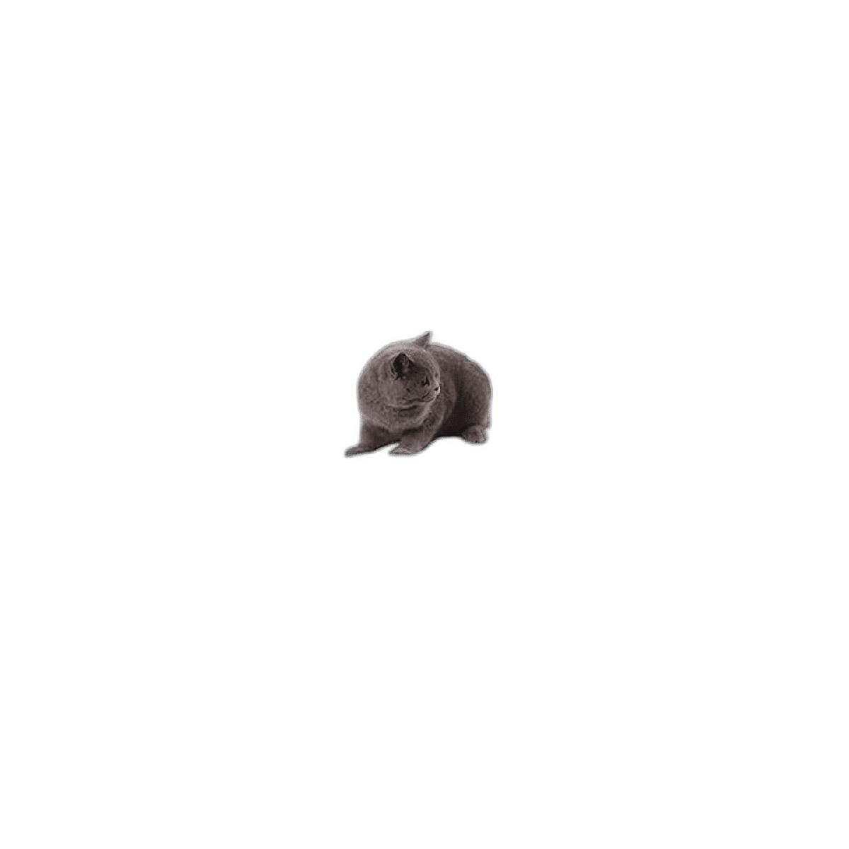 VIPACE Percha para ventana de gato